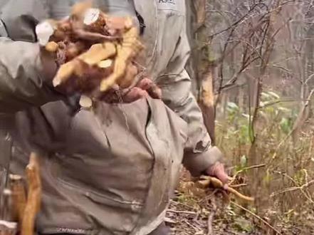 道友无火生存第40天#荒野求生#张家界 #骆驼杯