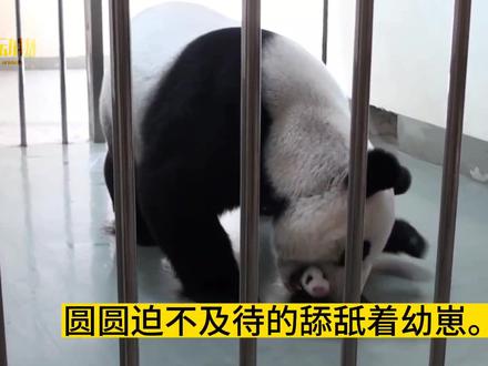 赠台湾省大熊猫圆圆第一次产子,圆仔出生带伤,母女俩隔了1个月才相见,圆圆是一位伟大的熊猫妈妈。#大熊猫圆圆 #大熊猫圆圆圆仔 #大熊猫 #国宝 #国宝熊猫