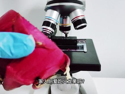 家人们爱吃火龙果吗?大家知道火龙果放大是什么样的吗? #显微镜 #显微镜下的世界 #实验 #微观世界 #火龙果