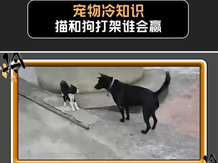 猫和狗打架谁更厉害? #宠物科普知识 #猫 #狗