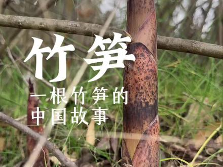 这一颗草的故事,你知道多少呢?#竹笋 #春天的味道 #雷笋 @抖音小助手