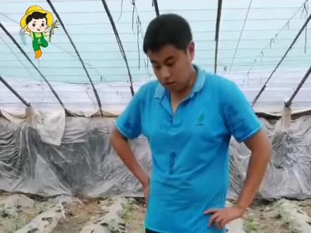 黄瓜叶片出现小白点,看看是怎么回事?#三农种植 #种植 #蔬菜种植