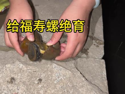 给福寿螺用喷火枪绝育#农村生活 #危险动作请勿模仿