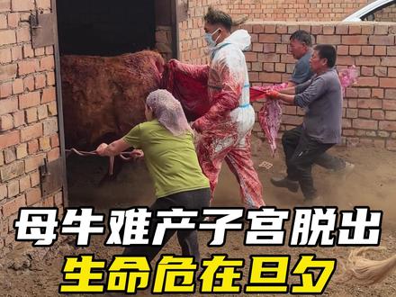 母牛子宫脱出,马兽医紧急救治,最终母牛脱离危险! #兽医马亚龙#正能量#马亚龙兽医店#助农#抖音新农人
