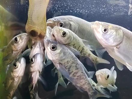 鲢鱼会吃饲料后鱼缸的这个角落就拥挤多了#水族 #观赏鱼 #原来钓鱼才是抖音运动顶流 #鲢鳙 #养鱼日记