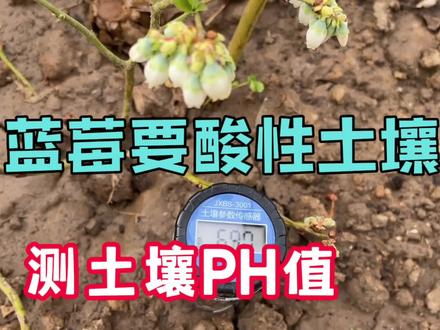 蓝莓土壤调酸前后对比,这种方法管用吗?
