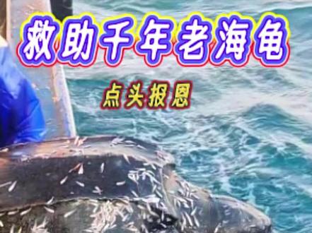好心游客救助一只千岁老海龟! #万物皆有灵 #神奇动物在抖音 #救助海洋动物 #动物救助 #海龟@DOU+上热门 @抖音小助手 @DOU+小助手