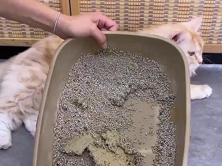 有些猫砂粘底,可能真的不是猫砂问题...#猫砂 #养猫日常 #科学养宠攻略