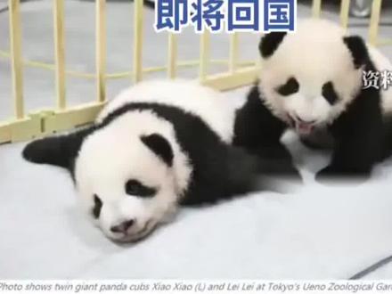 #日本要没大熊猫了 据北京日报报道,专家介绍,目前,日本国内仅有2只中国大熊猫,分别为东京上野动物园的“晓晓”和“蕾蕾”。今年6月,在外交部新闻发布会上,朝日电视台记者曾透露,明年2月东京上野动物园的两只大熊猫将回到中国,到那时日本全国将没有大熊猫。辽宁大学日本研究中心客座教授陈洋表示,如果目前中日紧张局势持续,中方可能不再向日本租赁新的大熊猫,日本将面临全国没有大熊猫的情况。