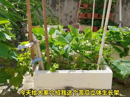 种植苦瓜给它搭建架子, 让它有足够的空间生长,这样才会丰产啊#天台种植苦瓜 #搭架子 #丰产