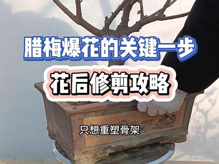 腊梅爆花的关键一步!花后修剪攻略 #爱生活爱养花 #园艺 #花奴园艺腊梅基地 #花卉绿植