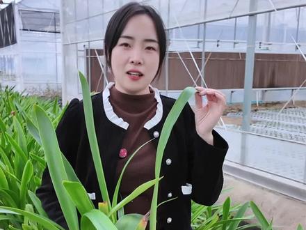 冬天养护朱顶红的技巧#朱顶红 #朱顶红开花了