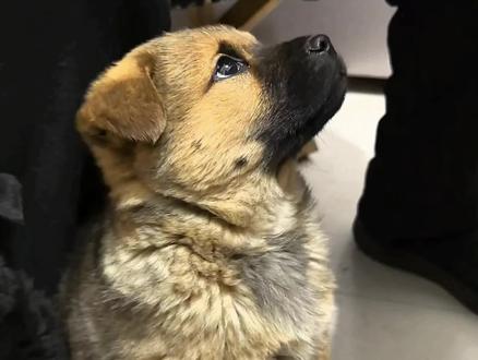 为啥小狗的嘴巴滂臭#狗狗 #萌宠 #中华田园犬 #我镜头下的小狗 #抖音小助手