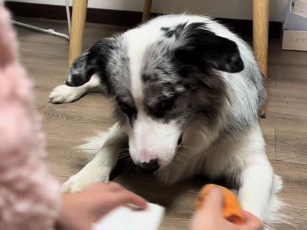 Passion给自己上难度
我问他1➕1🟰几
他自己把为什么等于2写出来了啊#萌宠 #毛孩子日常 #边境牧羊犬 #萝卜纸巾 #萝卜纸巾猫咪