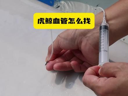 关于如何找到虎鲸血管的视频来啦#小虎鲸胖豆丁 #虎鲸