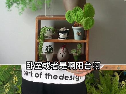 家里养一棵蓬莱松,整个夏天都清爽了。#客厅植物推荐 #净化空气 #蓬莱松 #好养的绿植 #提升装修高级感的绿植推荐