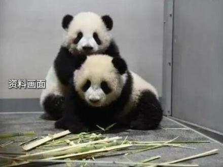 旅日熊猫即将归国,日本失去大熊猫!