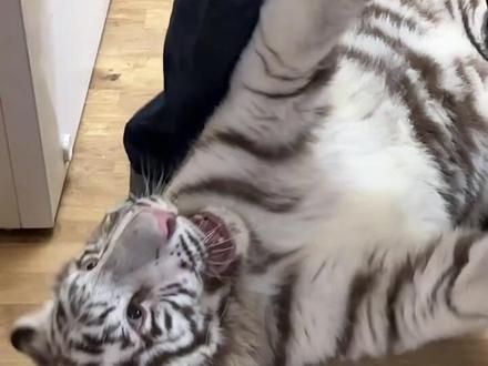 一决高下吧!#宫百万 #白虎