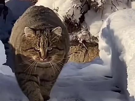 中华狸花猫pk美国缅因猫,谁才是真正战斗之王。综合分析,客观评价#动物 #胖橘 #狸花猫 #动物@dou+小助手 #缅因猫