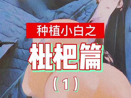 吃剩的枇杷核不要扔,找个盆种下去,过不定有惊喜~ #种植小技巧 #阳台种植