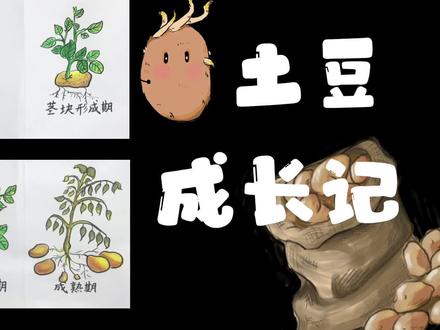 土豆成长记#简笔画 #土豆 #洋芋 #幼儿教育