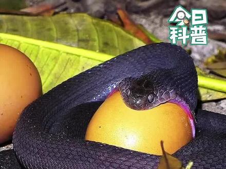 食蛋蛇 吞食一枚比嘴巴大数倍的鸡蛋#动物科普 #神奇动物在抖音 #奇妙的动物