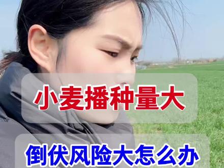 小麦播种大,茎秆细,叶片耷拉,如何做到高产不倒伏 #小麦抗倒伏 #小麦高产技术#硅肥 #金赞不倒翁 #小麦抗倒伏技术