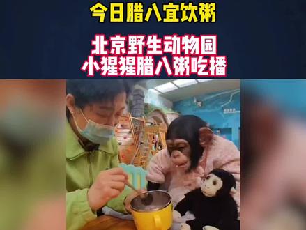#北京野生动物园小猩猩吃腊八粥