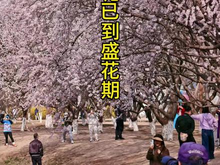 北京赏花好去处,奥森山桃花已到盛花期 #赏花 #北京 #感受春的气息