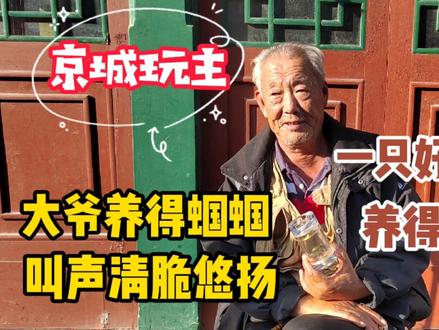 北京大爷爱听蝈蝈儿叫,一只好几百块,养得可精细了,不愧是玩主