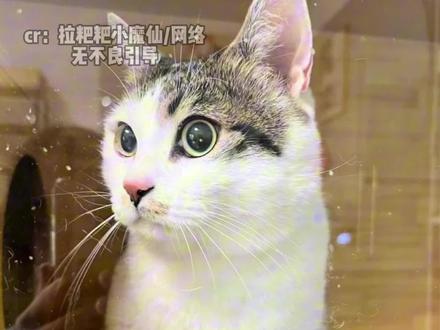 希望来宝主人手术成功,早日接回来宝! #宠物 #猫 #领养 #暖心 #毛孩子