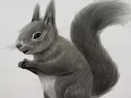 小松鼠🐿️画法教程#素描 #素描动物 #松鼠