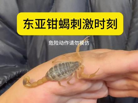 东亚钳蝎上手时刻#神奇动物在抖音 #蝎子