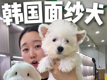 还有这事!?#日常vlog #棉花面纱犬 #西高地