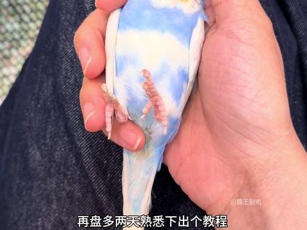 养鸟就是要不停地盘 惊喜就来了 #鹦鹉日常 #谁会拒绝一只小鸟呀~ #软糯小鸟 #云吸鹦鹉