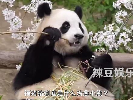 福宝有超能力?游客常驻乐园被治好抑郁症,孕妈特意到园区做胎教#福宝 #福宝和爷爷 #熊猫 #国宝 #娱乐