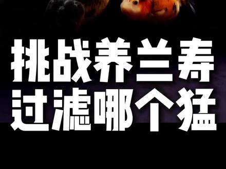 锦鲤测试失败,换兰寿🤣#画法几何智能鱼缸m1ultra #小米鱼缸改造 #小米鱼缸