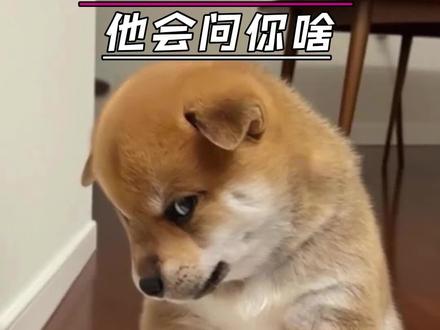 狗:我要真说话了,你不得吓死!#狗 #萝卜纸巾 #万万没想到 #搞笑 #娱乐评论大赏