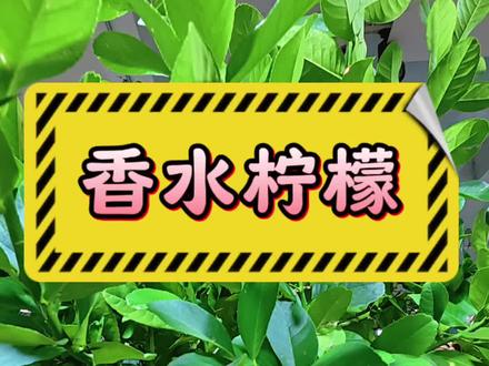 香水柠檬修剪方法,你学肥了没?#香水柠檬 #你的家乡有这种植物吗 #花卉绿植 #绿植 #真实生活分享计划
