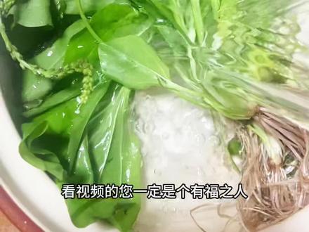 车前草搭蜂蜜煮水#强烈推荐 #每日分享 #科普一下
