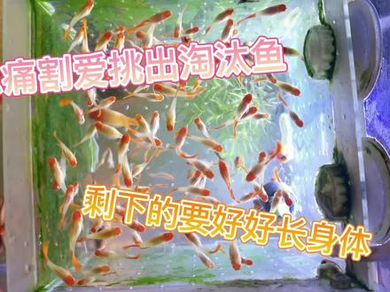 忍痛割爱挑出淘汰的孔雀鱼,剩下的要好好长身体。 #养鱼日记 #观赏鱼 #孔雀鱼 ##鸿运当头