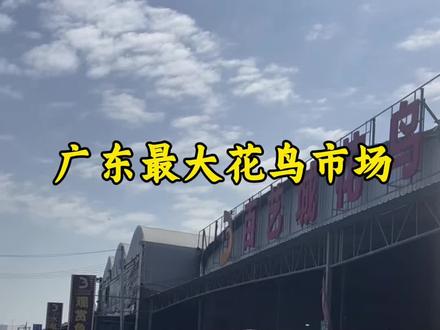 #鹦鹉 #广州 #花鸟市场 广州最大花鸟市场!太震撼了!