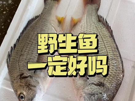 #看见海南 #华哥说海鲜 #黄脚立 #黄鳍鲷 野生鱼就一定好吗?#海鲜原产地