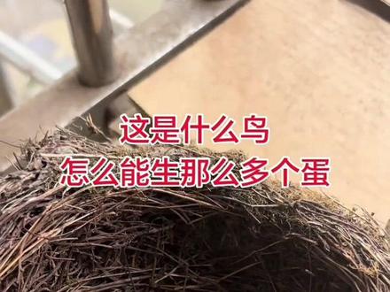 这是什么鸟啊在窗台做窝生这么多的蛋? #发现鸟窝 #发现鸟蛋 #爱鸟护鸟