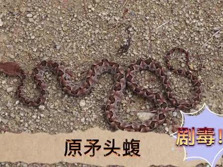 它来了它来了,烂肉王!#蛇 #毒蛇 #保护野生动物 @DOU+小助手