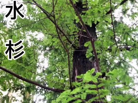 水杉竟然是濒危物种,一定要把它和落羽杉区分开!#萌知计划 #科普知识 @抖音青少年 #抖音小助手 #水杉