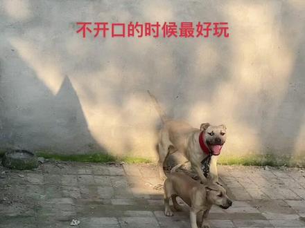 #比特犬在中国 其实比特不开口,真的很可爱,开了口,那就再说了