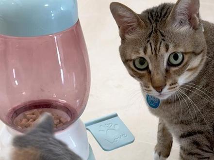 大咪是个热心肠~ #大咪和小咪的日常