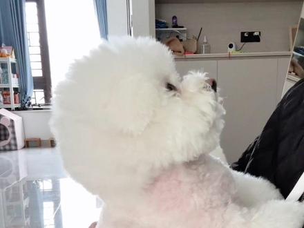 这白白胖胖的煤气罐小狗竟然是!! #打开得物app鉴别真假 #萌宠出道计划 #狗狗的心思都写在脸上了 #不养狗不知道养狗的乐趣 #就喜欢萌萌乖乖的小萌宠