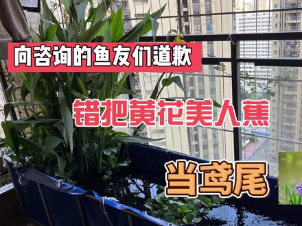 诚意道歉:向咨询水生过滤植物的鱼友们,错把黄花美人蕉当鸢尾花 #观赏鱼 #宠物 #头条宠物大明星 #水培